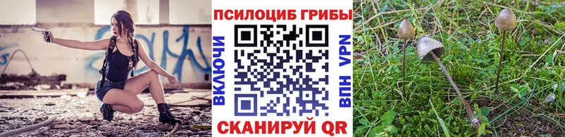 купить   Тверь  Галлюциногенные грибы GOLDEN TEACHER 